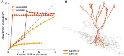 Spatial integration of dendrites in fast-spiking basket cells
